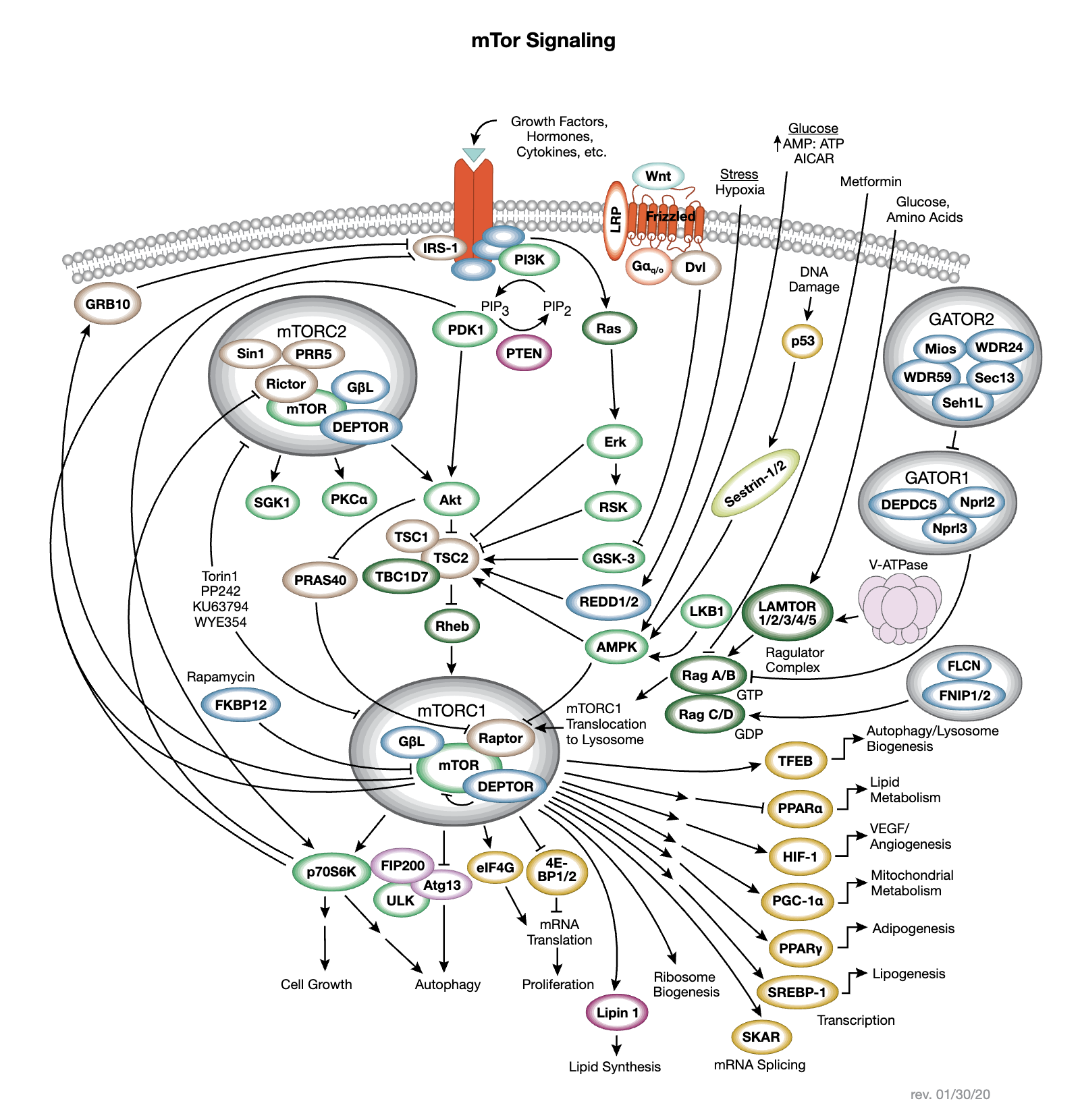 The Role of Metabolism in Cancer